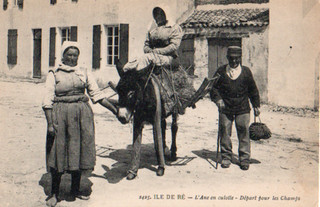 17 CPA DEBUT 1900 ILE DE RE L' ÂNE EN CULOTTE DEPART POUR LE CHAMP