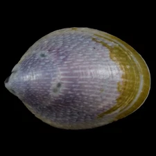 SEPTARIA LUZONICA (Leyte, Philippines) 20.6mm #46698