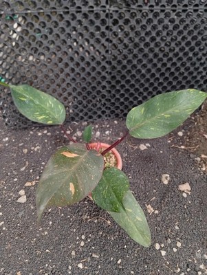 Real Picture Philodendron Orange Princess Marble Variegated Rare Plant