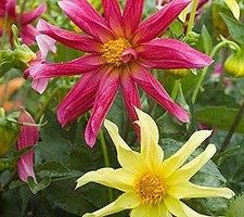 Dahlia Starlight Mix   250 seeds