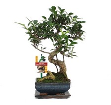 Exotenherz - Bonsai Chinesischer Feigenbaum - Ficus retusa - ca. 6 Jahre