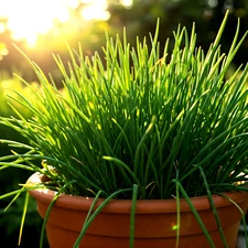 1000 CHIVES SEEDS GREEN ONION PERENNIAL NON-GMO MOSQUITO REPELLENT FREE SHIPPING