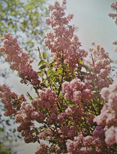 Vintage Easter Greeting Card Chrome Photo of Blooming Pink Lilac Bushes - Picture 2 of 9