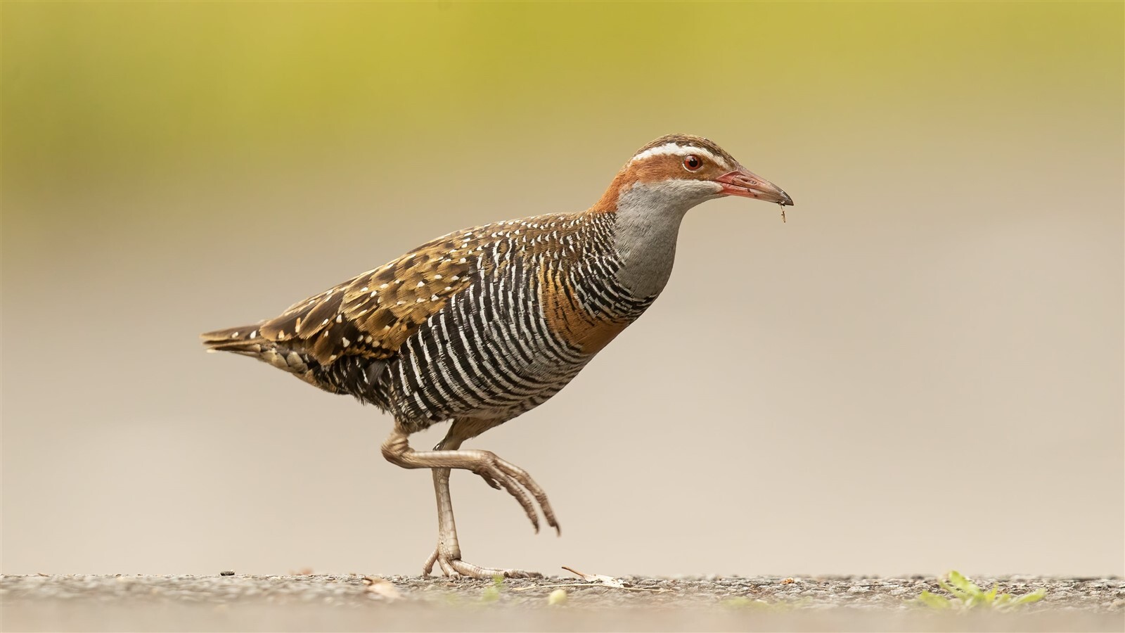EXTINCT BUFF BANDED RAIL BIRD GLOSSY POSTER PICTURE PHOTO PRINT BANNER ...