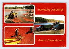 Harvesting Cranberries In Eastern Massachusetts Vintage 4X6 Postcard 5A11