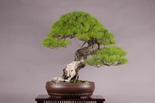 Japanese Red Pine, Pinus densiflora, Tree Seeds