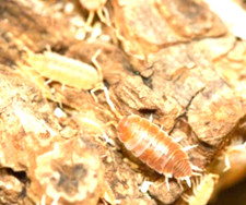 FREE SHIP 10  Orange Cream Isopods  LAG  Bioactive Cleanup Crew  Springtails