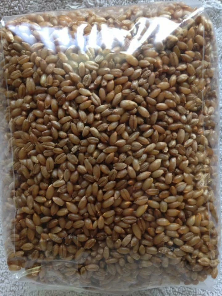 Sustrato de hongo de grano esterilizado (trigo) - 3 libras cada bolsa con puerto de inyección Foto 2 de 4