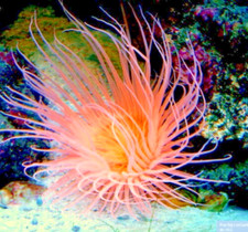 Orange Tube Anemone Coral Reef (Single) not LPS SPS Hammer