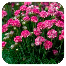 Armeria Maritima Thrift morning star rose x 12 mini plug plants for potting on