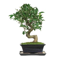 Golden Gate Ficus Bonsai Tree in Ceramic Bonsai Pot, 7 Years Old, 8 to 16 In.