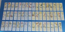 TYPHOO (TEA)- WILD FLOWERS IN THEIR FAMILIES 1st (2ND SERIES 50 CARDS)