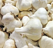 ☑️ ELEPHANT GARLIC USA GROWN FRESH ORGANIC LARGE JUMBO SIZE GARLIC SEEDS CLOVE