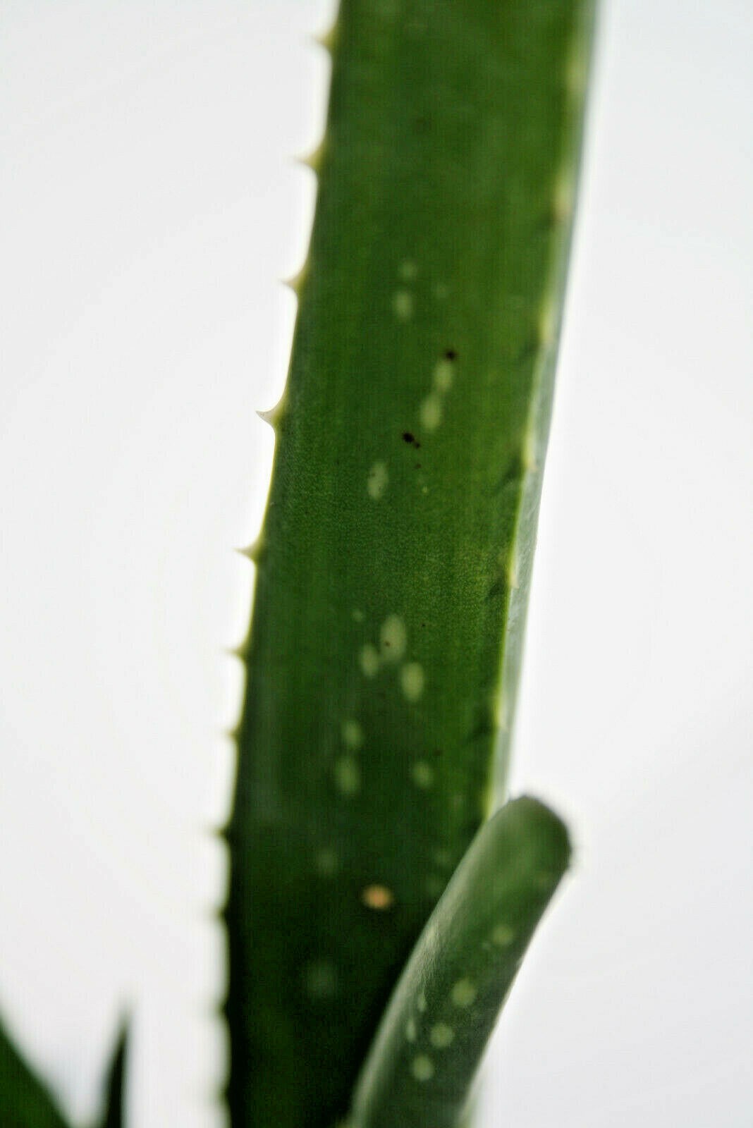 Foto 4 di 6
