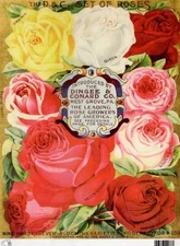 D&C Set of Roses | A4 Rice Paper | Paper for Decoupage | Calambour