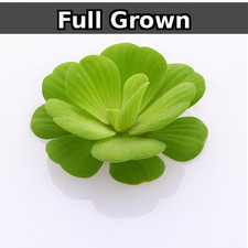Water Lettuce Live Floating Plant Aquarium Pond Natural Filter, Fast Growing