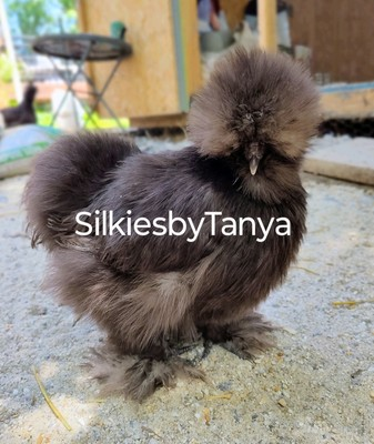 #ad 12 Fertile Silkie Chicken Hatching Eggs. Frizzles Satins Possible. Variety. $70.00