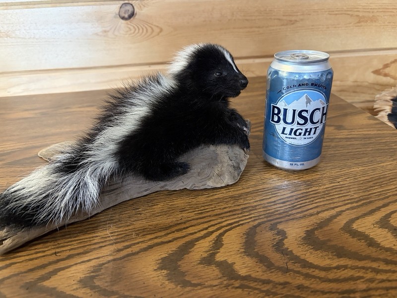 Baby Skunk Taxidermy Cute Cabin Decor Man Cave New  Beautiful!!!!!