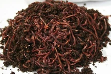 250, 500, 1,000 & 2,000 Red Wiggler Composting Worm Mix