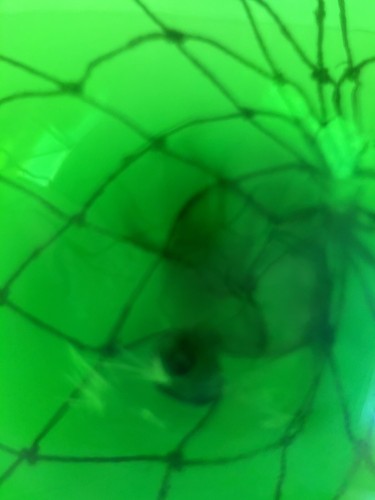 Japanese Glass Fish Float Emerald Green 11" - Picture 13 of 17