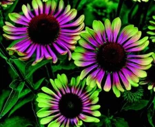 20 Green Twister Purple Cone Flowers garden flower seeds for spring summer gmo 