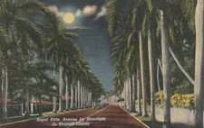 Linen Postcard  Royal Palm Avenue by Moonlight In Tropical Florida