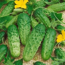 Cucumber Troy F1 250 cucumber seeds, Ukrainian organic seeds SW1040 + TRACK№