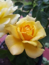 Sunsprite Floribunda 1 Gal Deep Yellow Live Bush Plants Shrub Plant Fine Roses