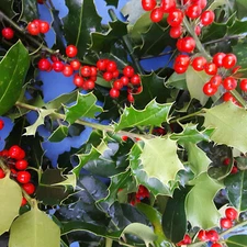 REAL Fresh HOLLY Branches Berries Holiday WREATH Christmas Decoration MEDIUM BOX