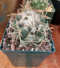 Coryphantha Andrae Cactus Ships In A 4" Pot Beautiful Texture! Blooms Yellow 