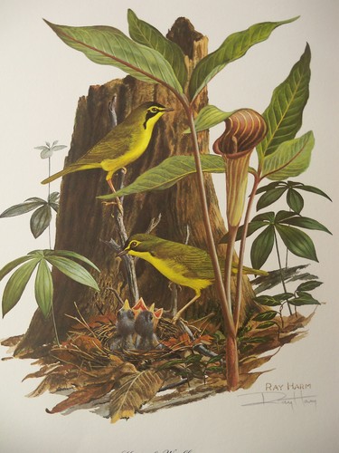 Ray Harm Limited Edition Hand Signed Silkscreen Bird Print "KENTUCKY WARBLER" - Picture 6 of 12