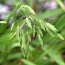 NORTHERN SEA OAT SEEDS, 30 Seeds, Chasmanthium latifolium, Perennial Ornamental 