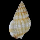 TRITIA VARICOSA (Palamos, Girona, Spain) 7.1mm #47836