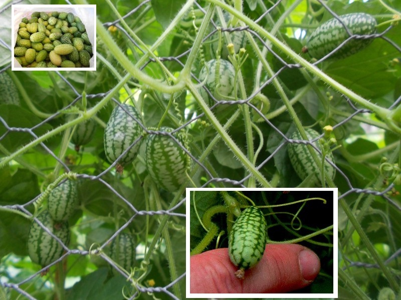 Minikürbis Samen Geschenke für Ältere & Jüngere Menschen Großvater die Freundin