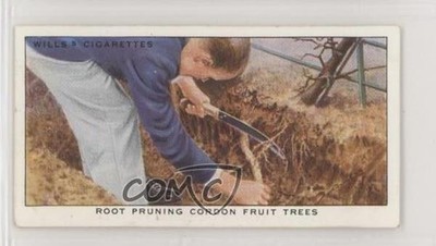 1938 Wills Garden Hints Tobacco Root Pruning Cordon Fruit Trees #39 z6d