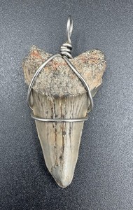 Fossil Shark Tooth Pendant Wire Wrapped Necklace Charm Gray