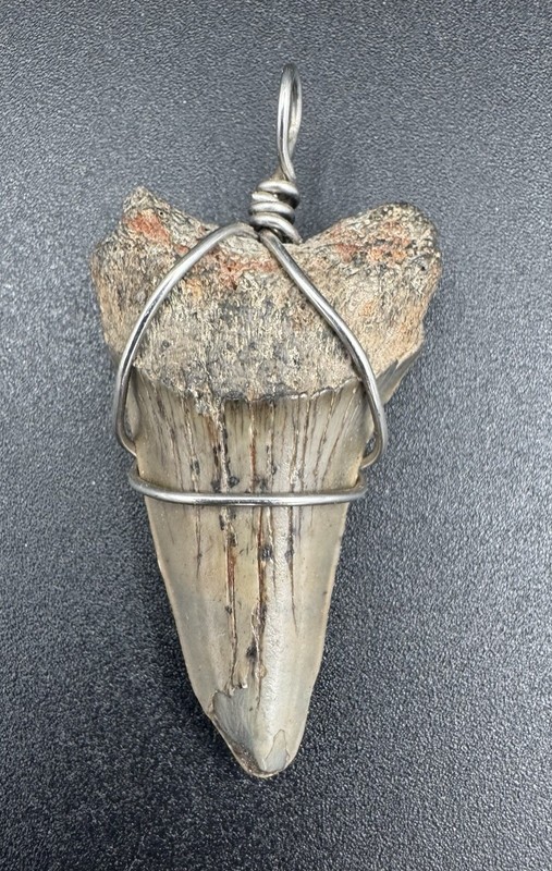 Fossil Shark Tooth Pendant Wire Wrapped Necklace Charm Gray
