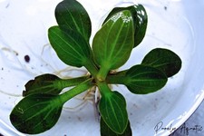 Echinodorus Iguazu 2009 Sword RARE Aquatic Plants Aquarium Freshwater