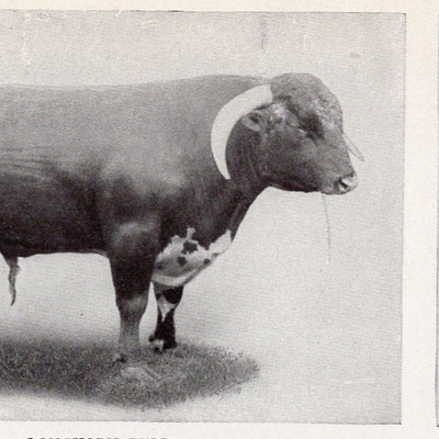 English Cattle Breeds Hereford Devon Shorthorn Bulls Antique Original 1910 Print