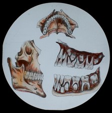 THE HUMAN BODY NO16 TEETH / JAW C1910 Magic Lantern Slide MEDICAL ILLUSTRATION