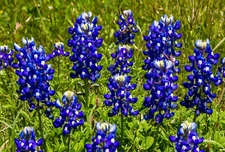 200+ Texas Bluebonnet Seeds - Hummingbirds Butterflies - Bright  Color- Fragrant