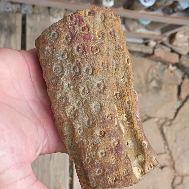 6-in Long Red And Brown Lepidodendron Fossil