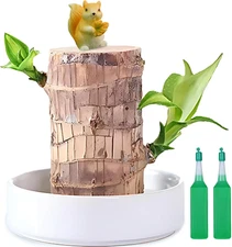 Brazilian Lucky Wood Plant,Fortune Brazil Wood Potted Plant with Squirrel,Min...