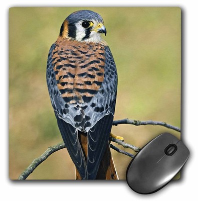 3dRose Male American Kestrel bird - NA02 AJE0261 - Adam Jones MousePad