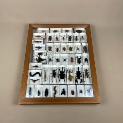 44 x Insekten Käfer Spinnentiere in klarem Acryl Display Block Harz Sammlung Kunst