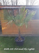 Stunning Trachycarpus Fortunei Palm Tree 4-5 Feet in 50Litre Pot with Fly Lights