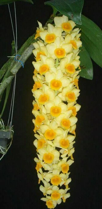 Dendrobium densiflorum deals
