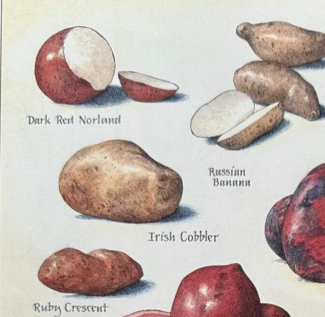 Cooks Illustrated Back Cover Only Kitchen Art John Burgoyne : POTATOES - Image 2 of 4