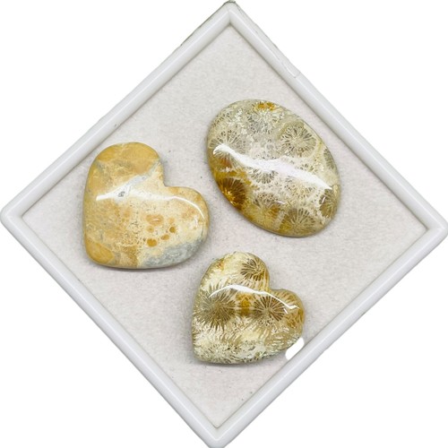 3 Stück Natürlich Fossil Koralle 31-44mm Riesiges Mix Form Lose Cabochon - Bild 4 von 10
