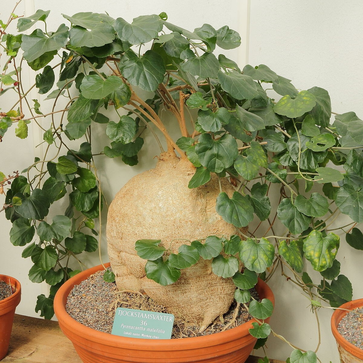 "Pueraria Tuberosa" Kudzu seeds Heirloom Garden Bonsai Plants With